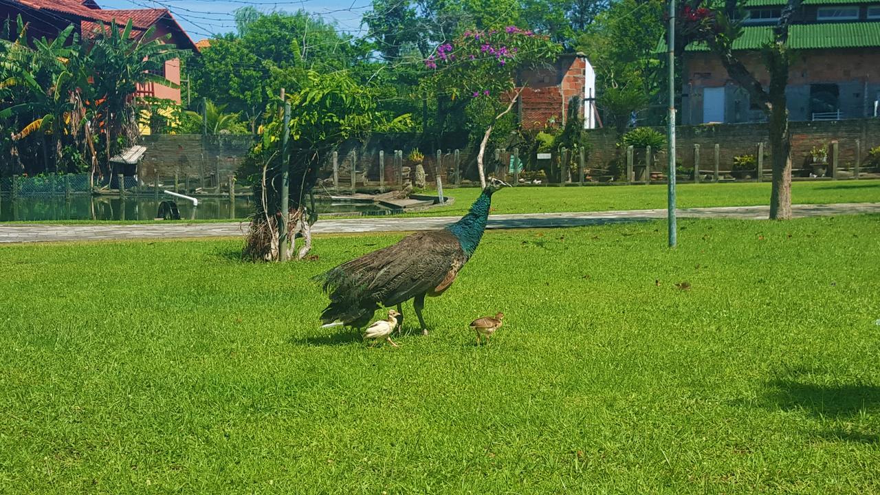 Pousada Pavao Branco Florianópolis Buitenkant foto