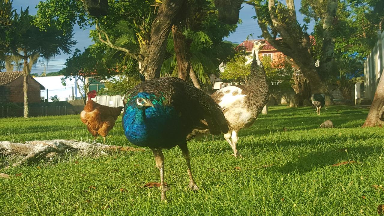 Pousada Pavao Branco Florianópolis Buitenkant foto