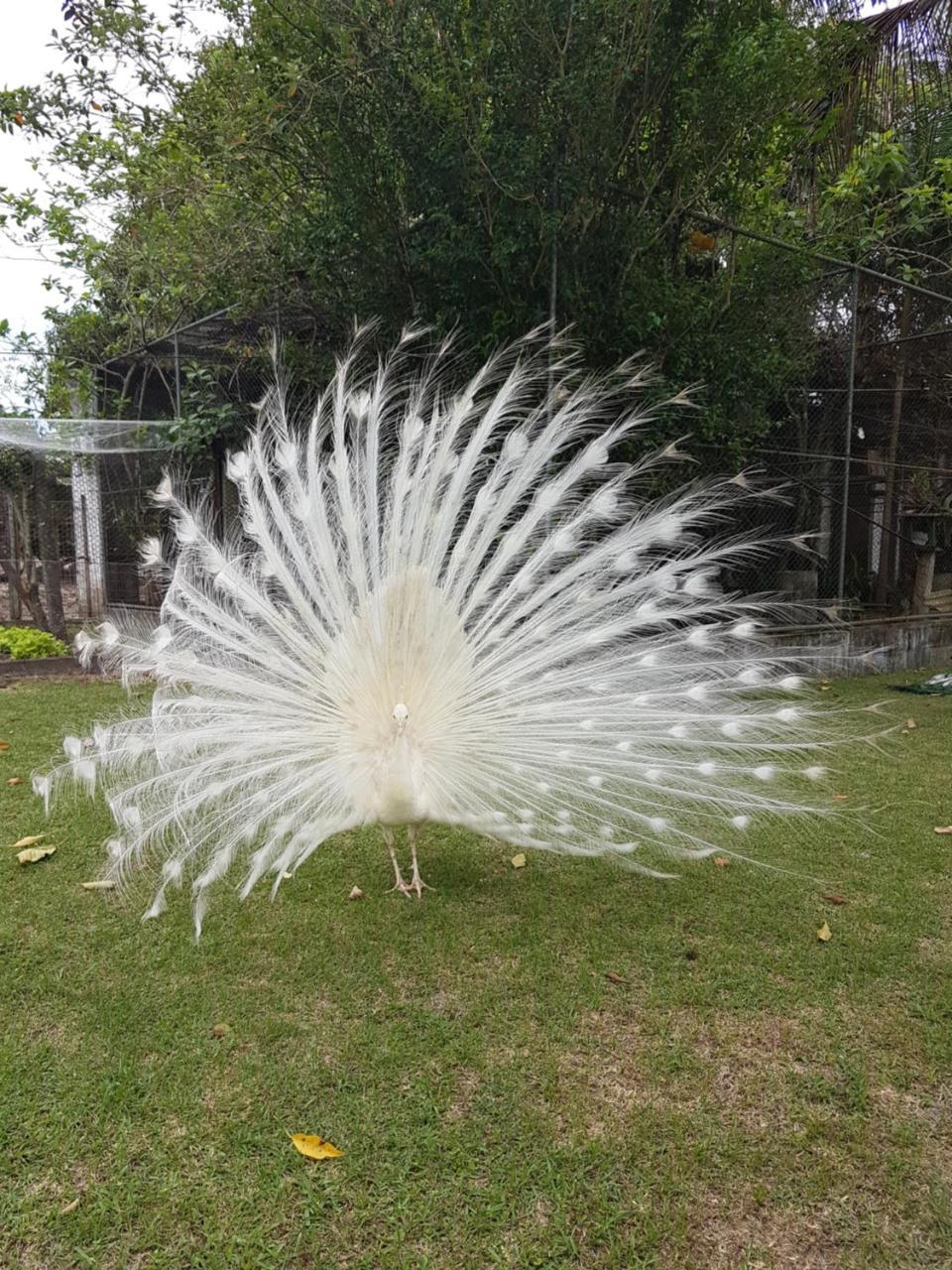 Pousada Pavao Branco Florianópolis Buitenkant foto