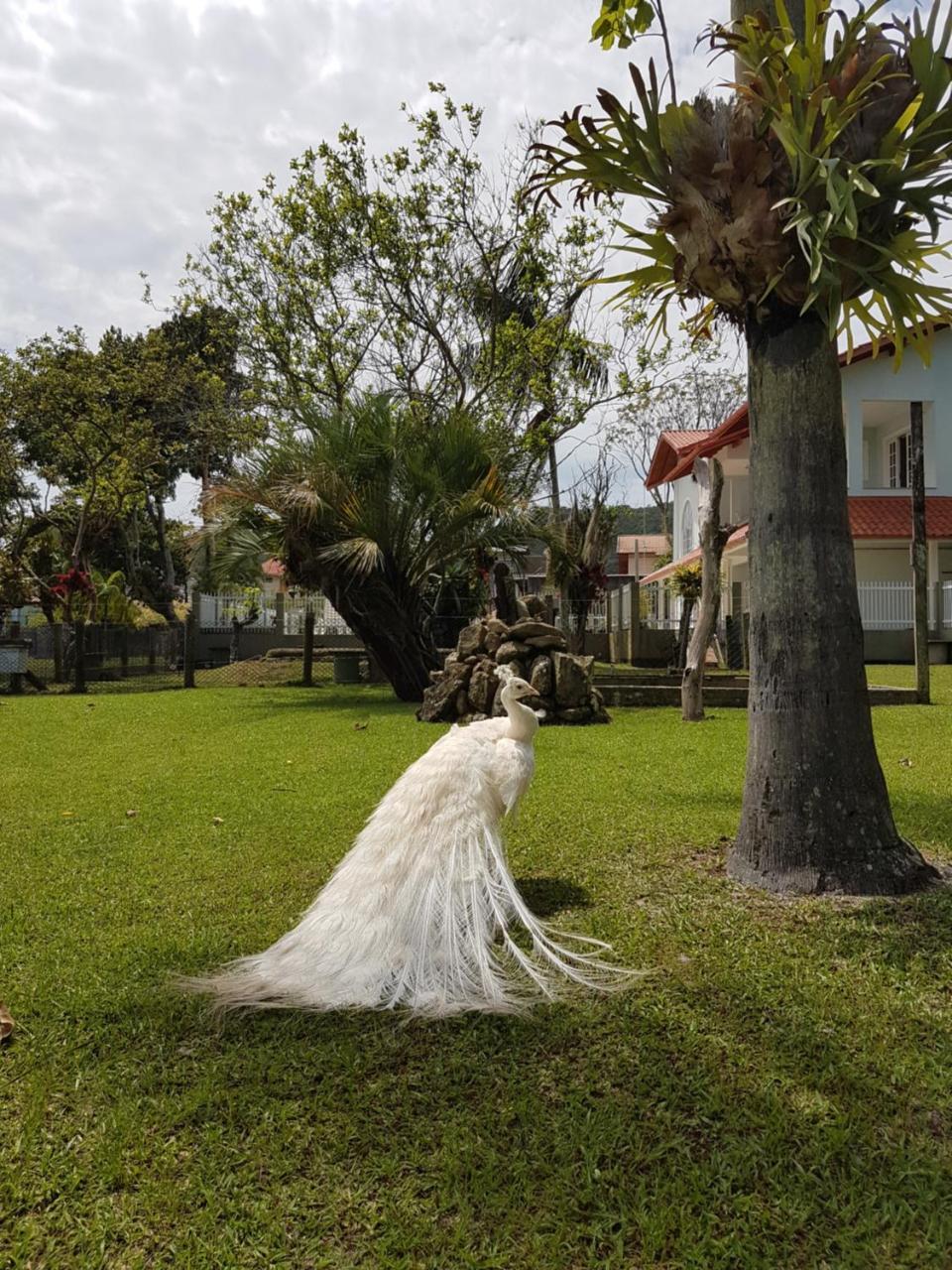 Pousada Pavao Branco Florianópolis Buitenkant foto